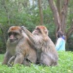 trentham monkey park canal boat hire